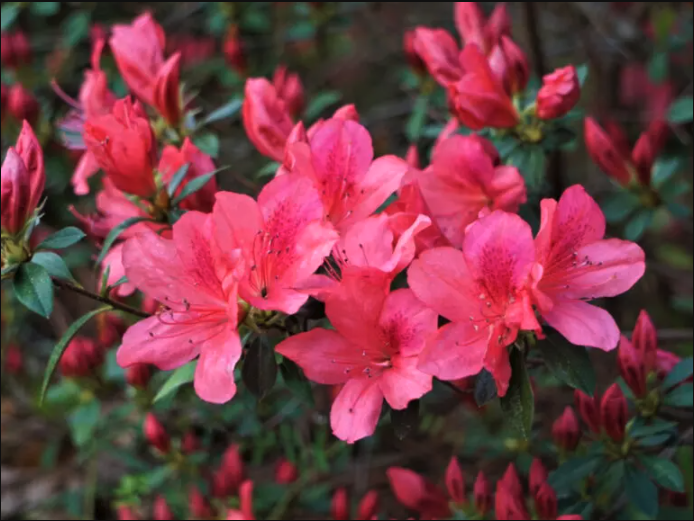 Azaleas